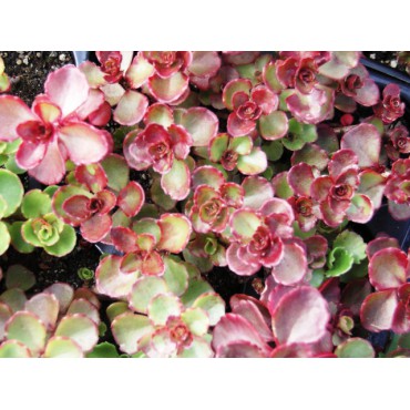 Sedum Spurium Fuldaglut 